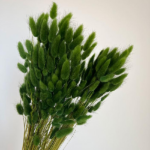 Pachet JUMBO Lagurus premium Verde x30