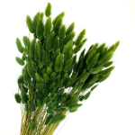 Lagurus premium verde set 100g