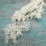 Ruscus stabilizat premium alb ivory x5