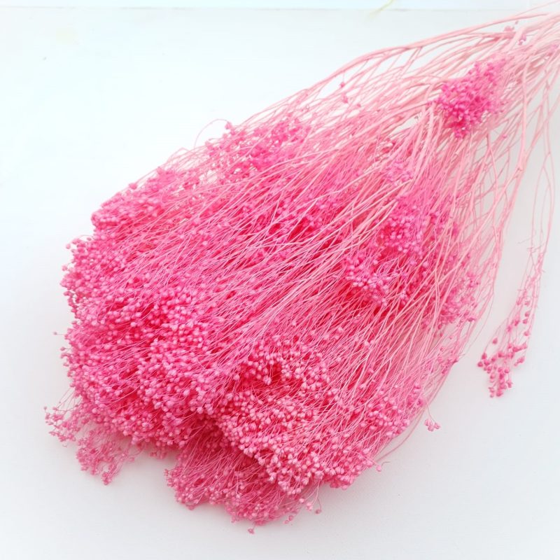 Flori uscate Broom Bloom premium Cyclam 100g