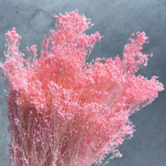 Flori uscate Broom Bloom premium Roz pal 100g