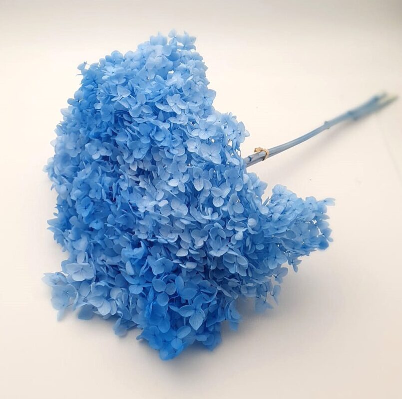 Hortensia stabilizata cu flori mici blue D20cm