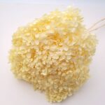 Hortensia stabilizata cu flori mici galben pal D20cm.