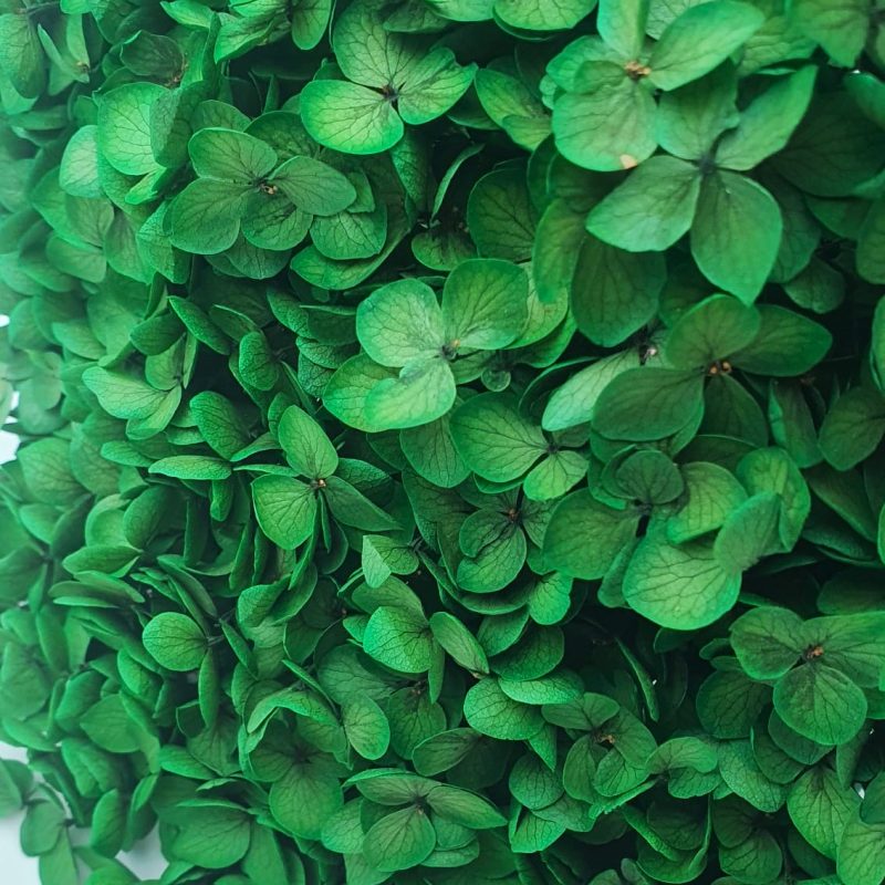 Hortensia stabilizata cu flori mici verde D20cm