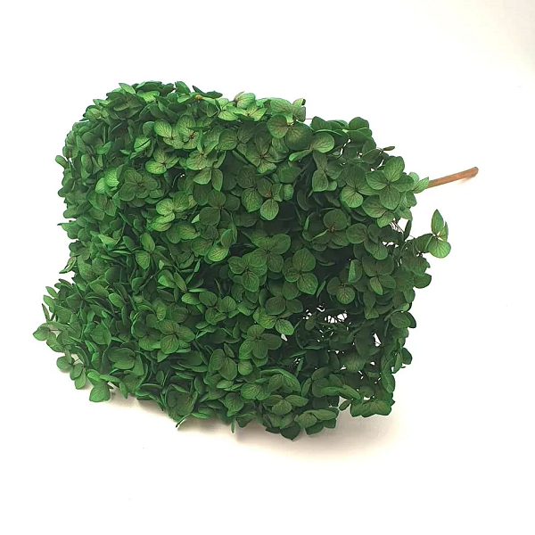 Hortensia stabilizata cu flori mici verde D20cm