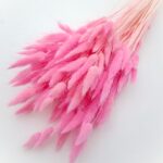 Lagurus premium Cyclam set 100g