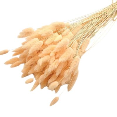 Lagurus premium Pale Peach set 100g