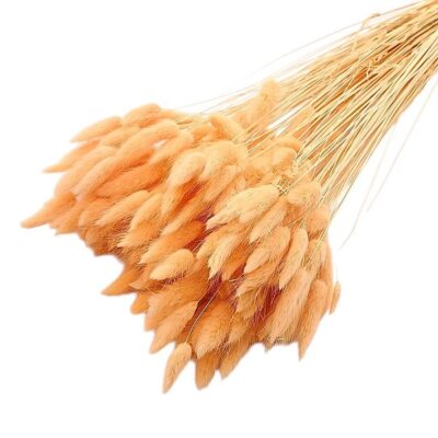 Lagurus premium Peach set 100g