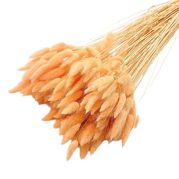 Lagurus premium Peach set 100g Lagurus premium Peach set 100g