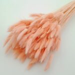 Lagurus premium Somon set 100g