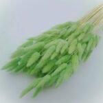 Lagurus premium Verde deschis set 100g