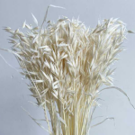 Ovaz premium alb set 100g