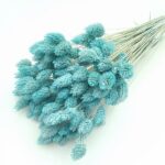 Phalaris albastru deschis set 80g