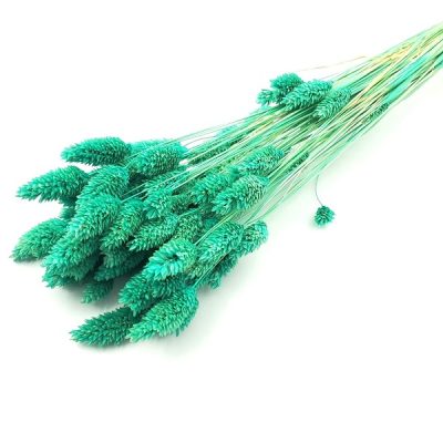 Phalaris turquoise neuniform set 80g