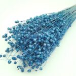 Planta de In albastru mediu set