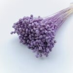 Planta de In mov deschis set