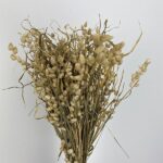 Briza Maxima uscata natur set