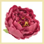 Bujor bordo 12cm 1buc