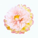 Capete Dalia roz-lila 11cm set 6buc