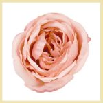 Capete Trandafir Roz inchis 12cm set 6buc