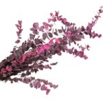 Eucalipt stabilizat STU magenta set