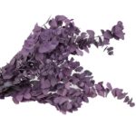 Eucalipt stabilizat Stuartiana milka set HQ