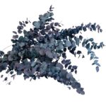 Eucalipt stabilizat Stuartiana Blue set HQ