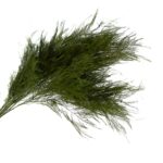 Feriga stabilizata tiki verde forest