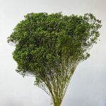 Flori uscate Broom Bloom premium Verde 100g