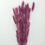 Lagurus mov pruna neuniform 70cm