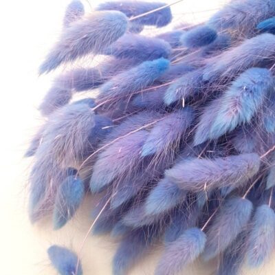 Lagurus premium Lavanda set 100g