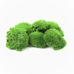 Muschi stabilizat bombat extra Mini Green 5-8cm cutie