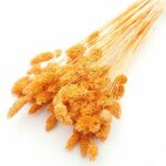 Phalaris Dovleac set 80g