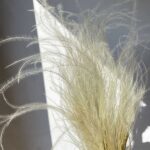 Stipa Pennata Natur 60cm set 40g