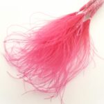 Stipa pennata cyclam 60cm 40g