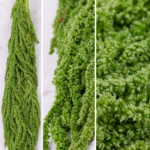 Amaranthus stabilizat Citron 100cm