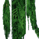 Amaranthus stabilizat Grass 100cm