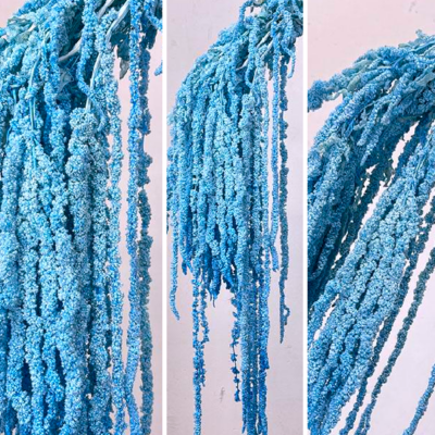 Amaranthus stabilizat Sky Blue 100cm