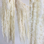 Amaranthus stabilizat Alb 100cm