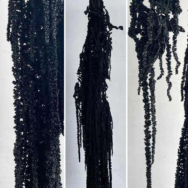 Amaranthus stabilizat Black 100cm Amaranthus stabilizat Black 100cm