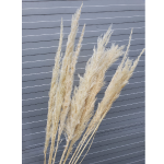 Iarba Pampas Erianthus albit set x10