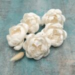 Capete Bujor 6cm alb natur set x6