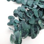 Eucalipt prep. Silver Dollar verde 100g