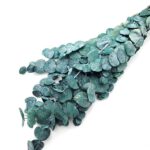 Eucalipt prep. Silver Dollar verde 100g