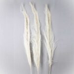 Frunze Palmier MAXI franjurat albit x5