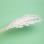 Iarba Pampas Erianthus albit set x10