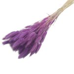 Lagurus Violet neuniform 70cm