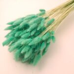 Lagurus premium Aqua set 100g