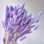 Lagurus premium Lavanda set 100g