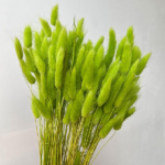 Lagurus premium Lime set 100g